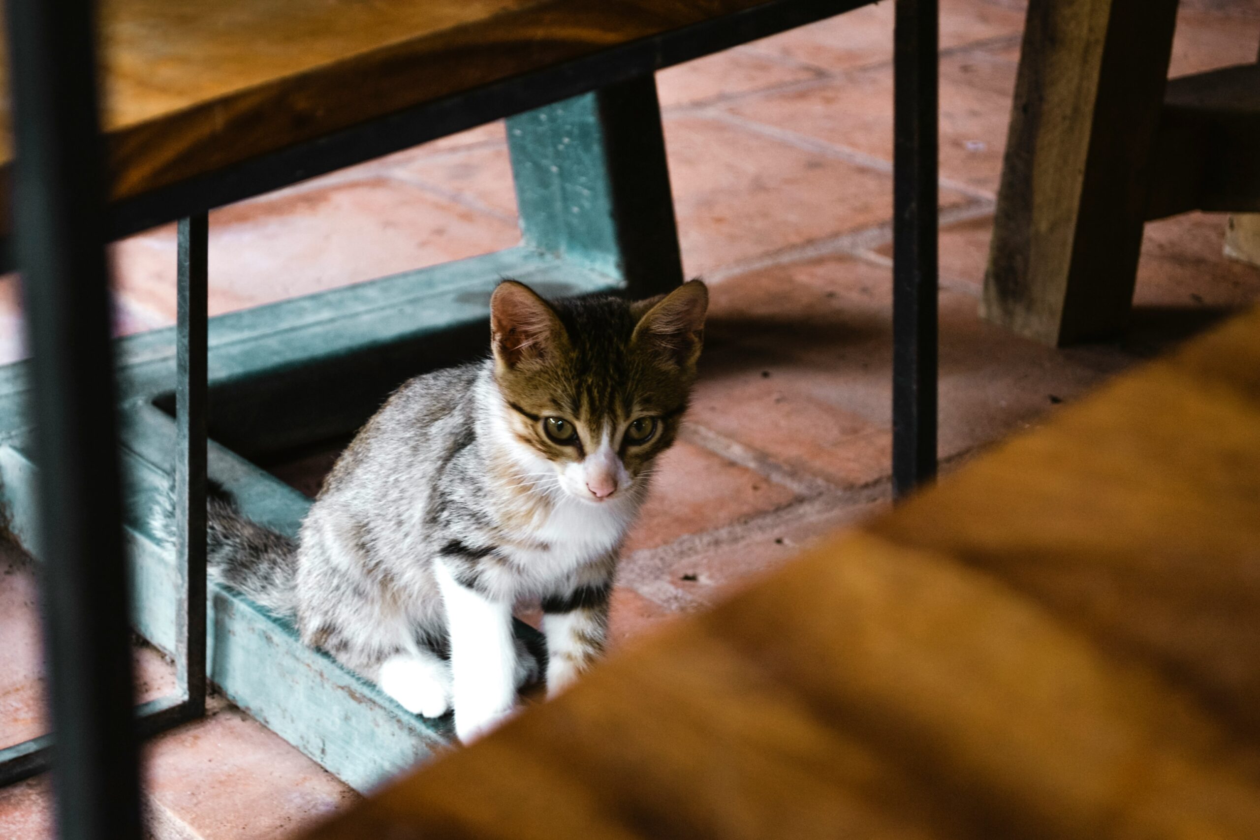 A cat hiding under a table during severe weather