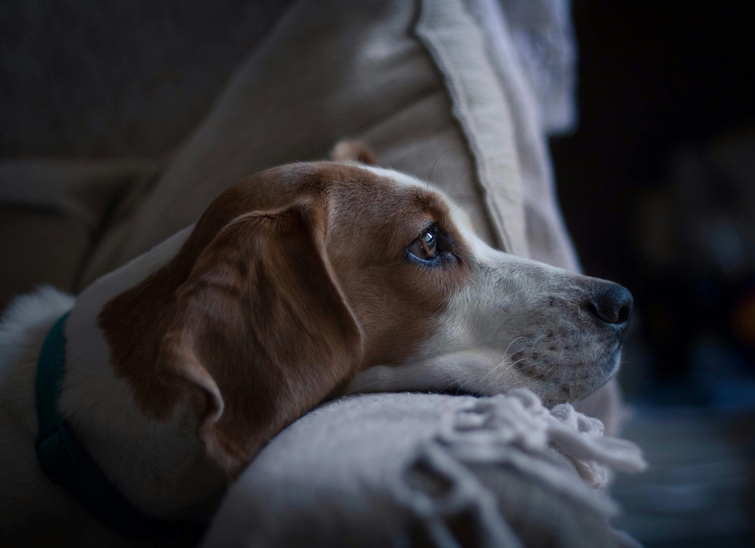 A dog sitting calmly inside a storm shelter