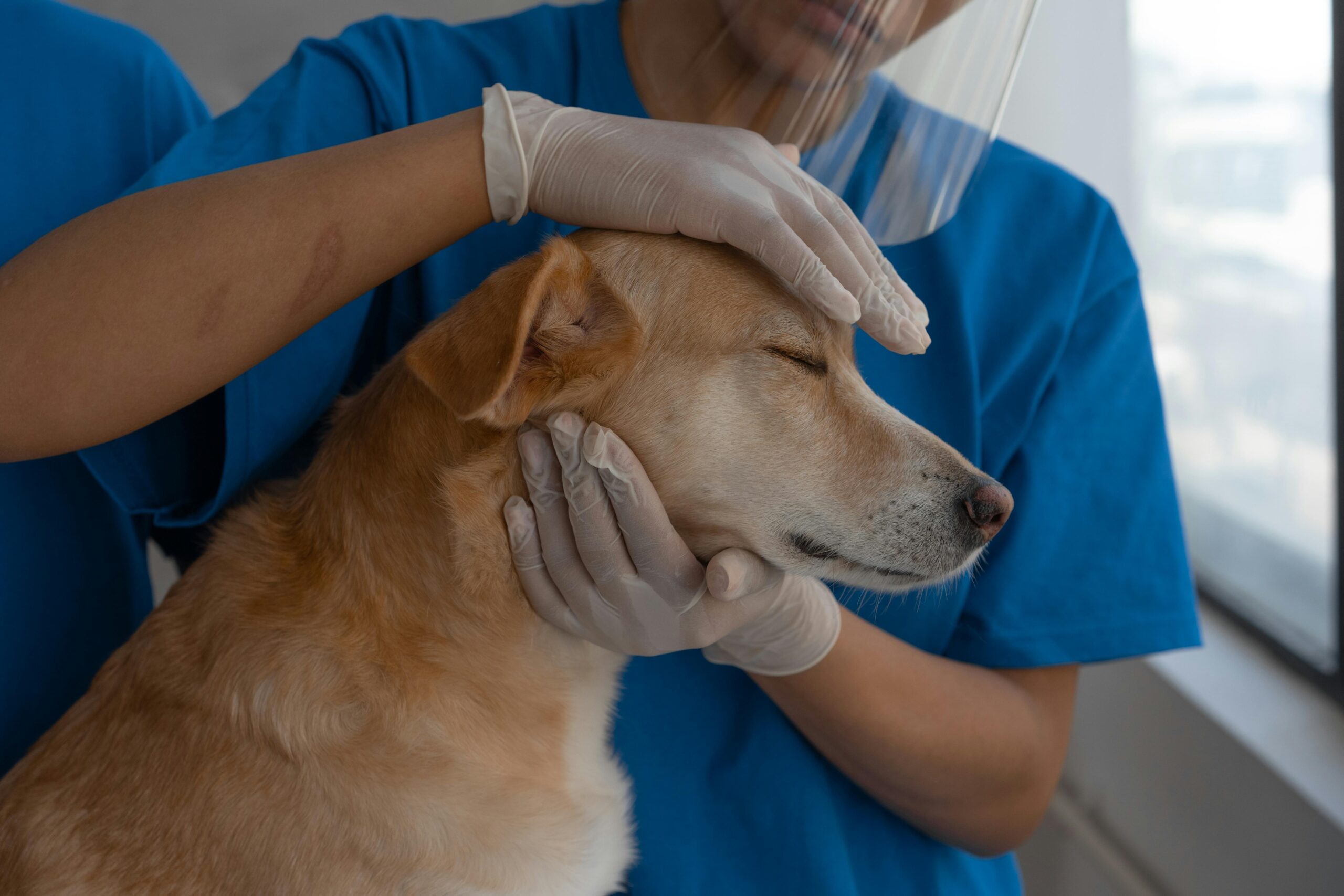 A veterinarian comforting a scared dog in an emergency clinic