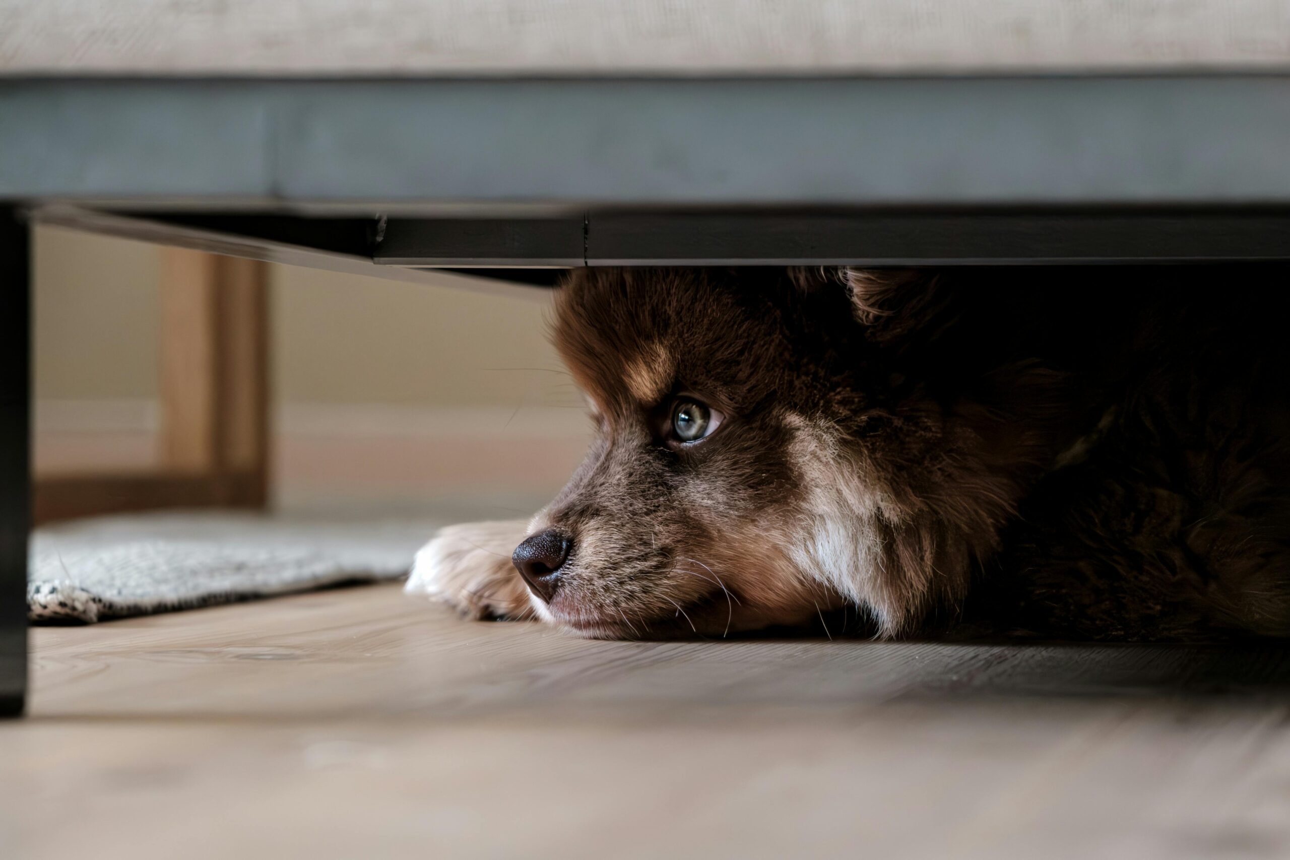 Illustration showing a dog hiding under furniture during a storm