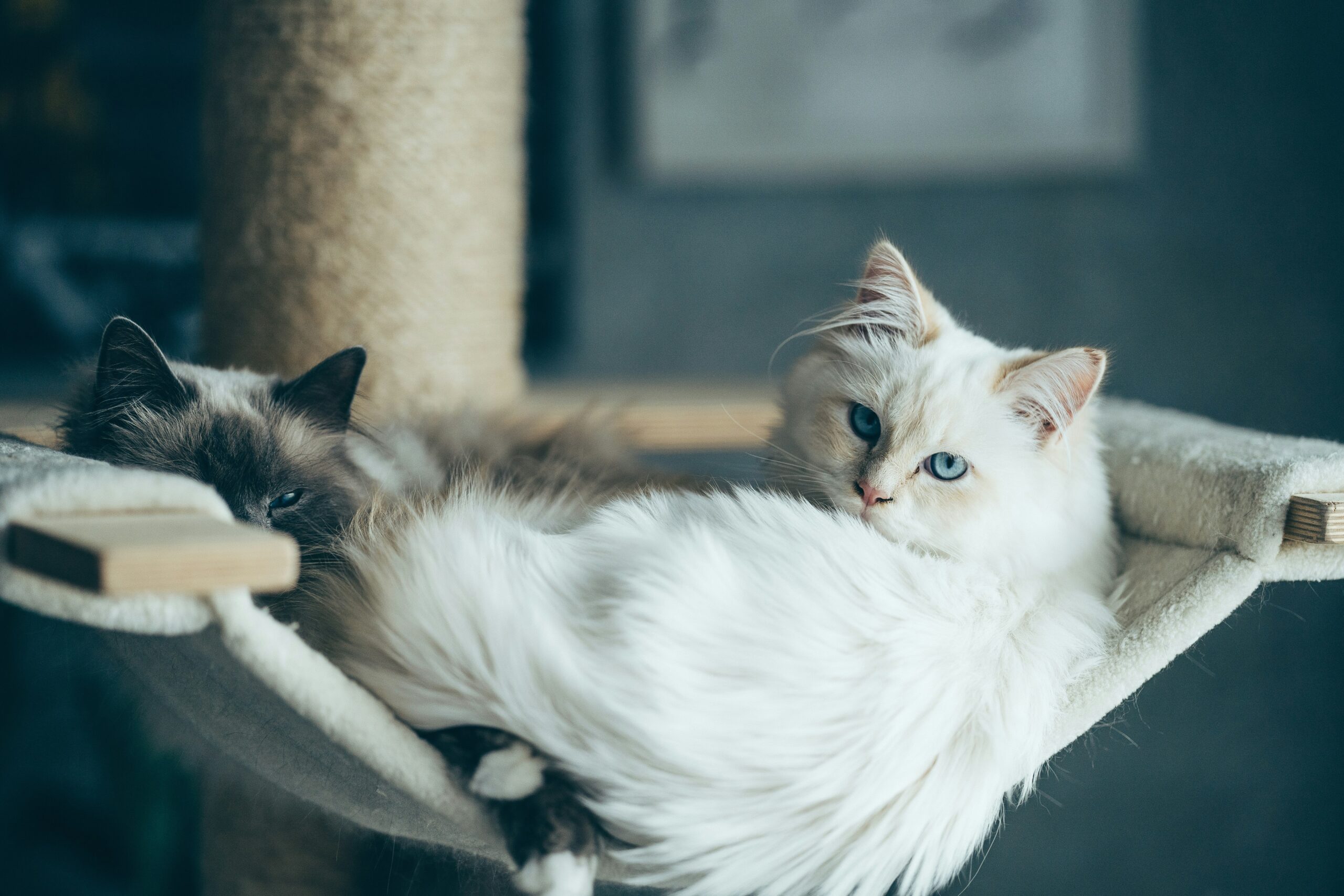 tornado shelter for pets
