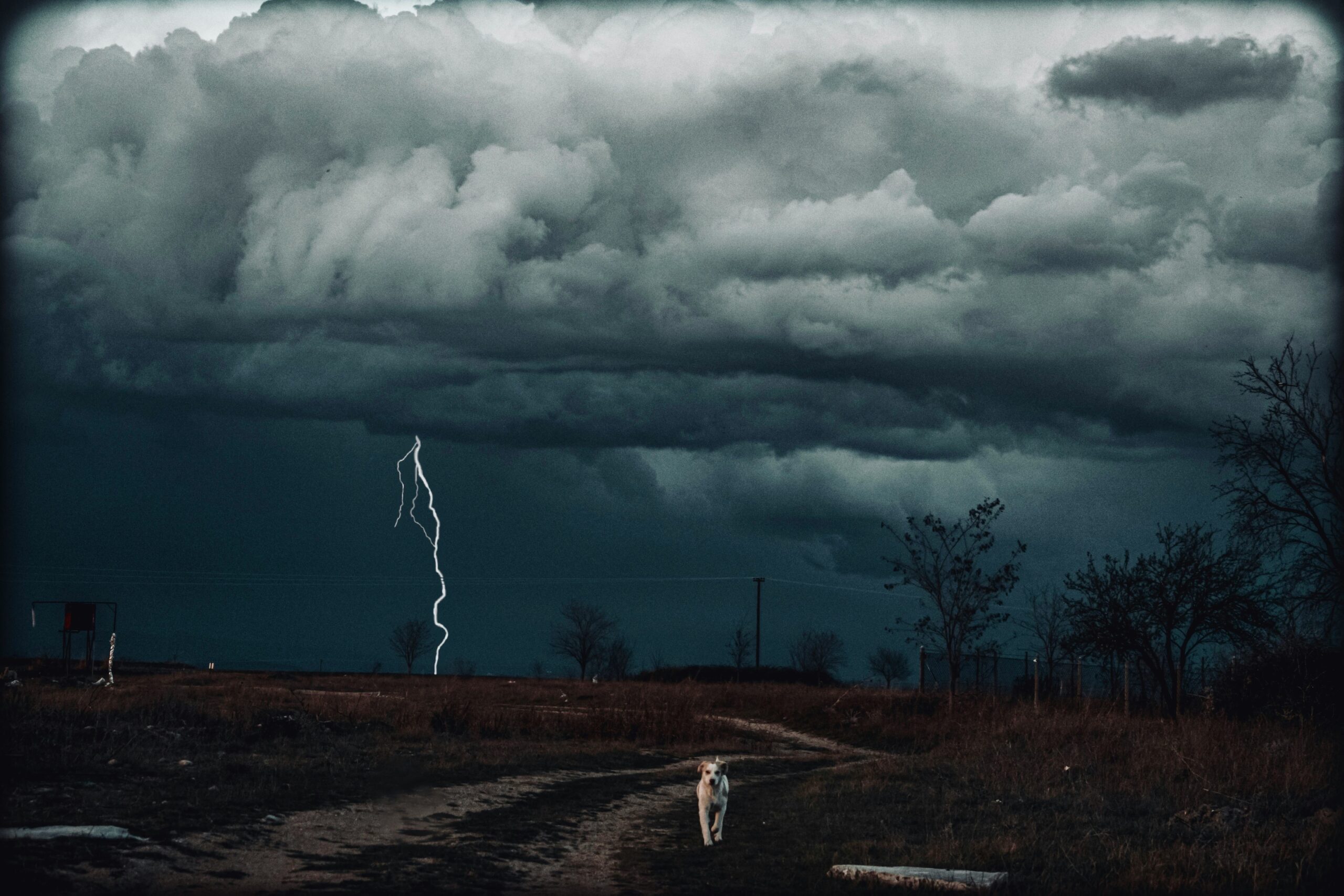 A dog hiding under a table during a simulated storm drill
