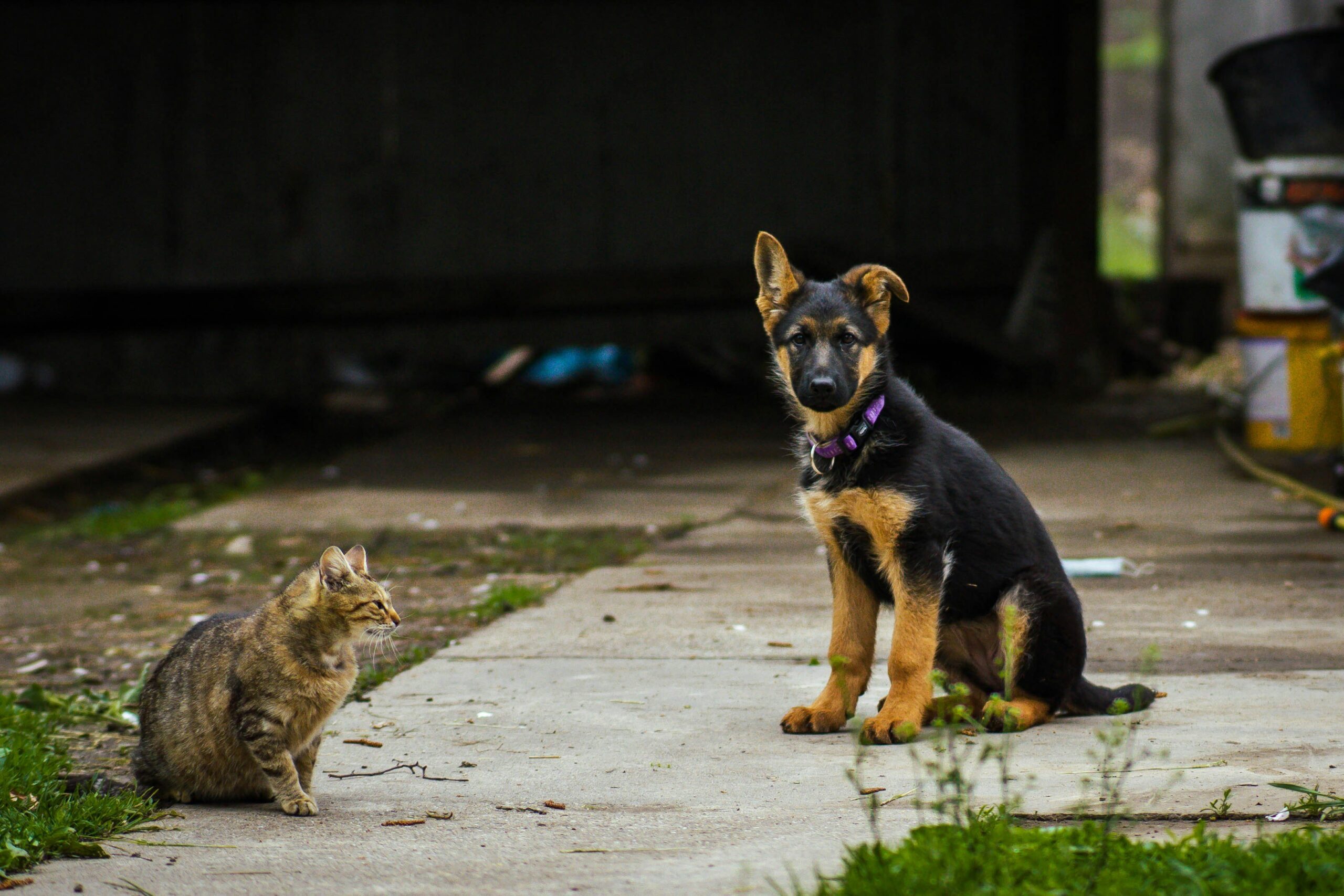 Affordable Pet Shelter Tornado: Protecting Your Furry Friends in Extreme Weather