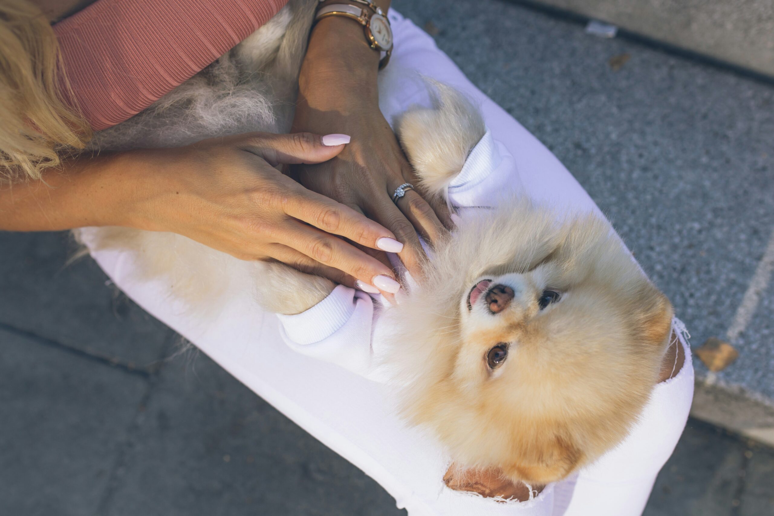 Detailed receipt showing charges for emergency vet visit
