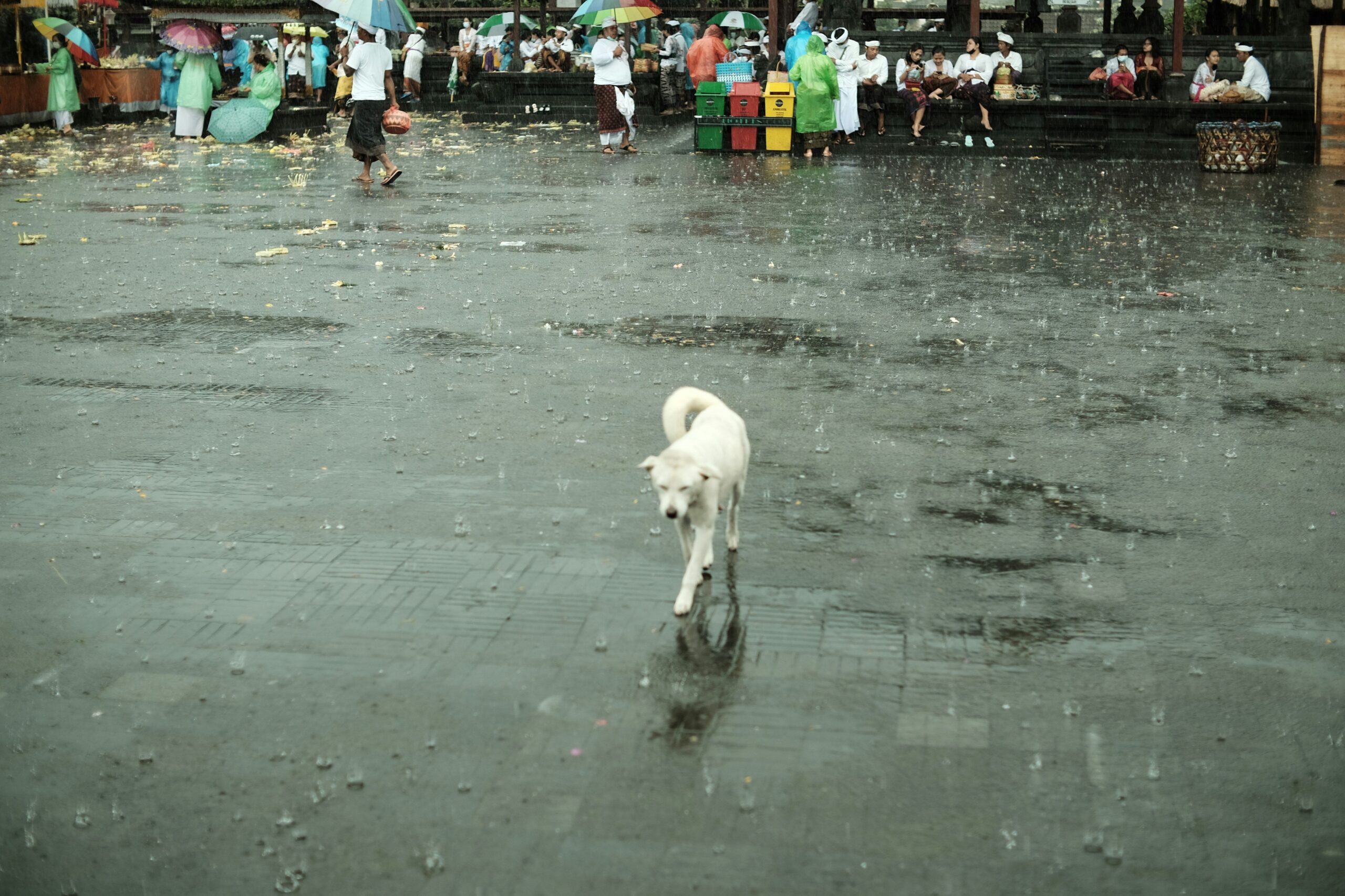 Emergency Vet Near Me Tornado: A Pet Owner's Guide to Navigating Chaos