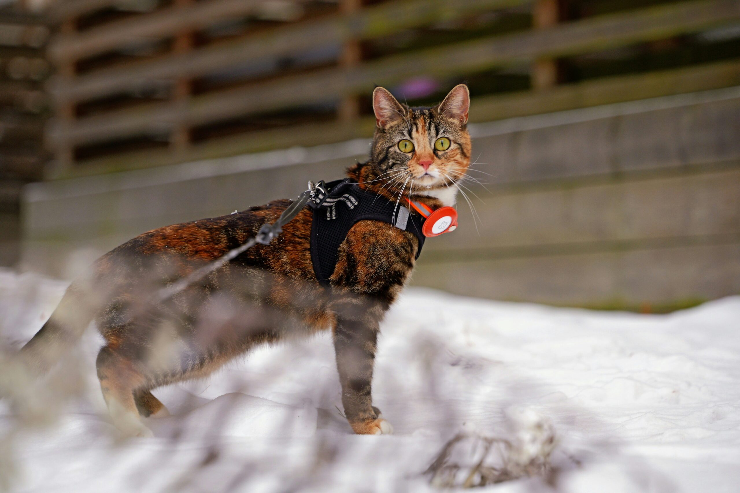 Emergency Vet Services Tornado: How to Protect Your Pet in a Storm