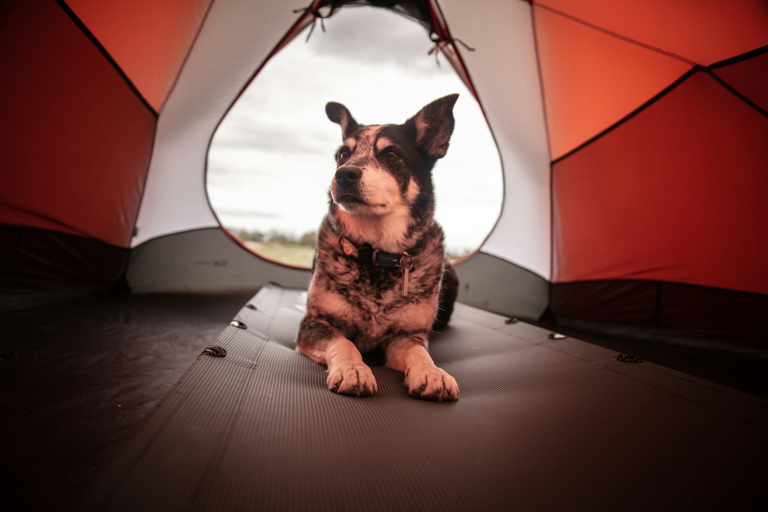 How to Find Low-Cost Pet Shelter Tornado Insurance: A Survival Guide for Your Furry Friends
