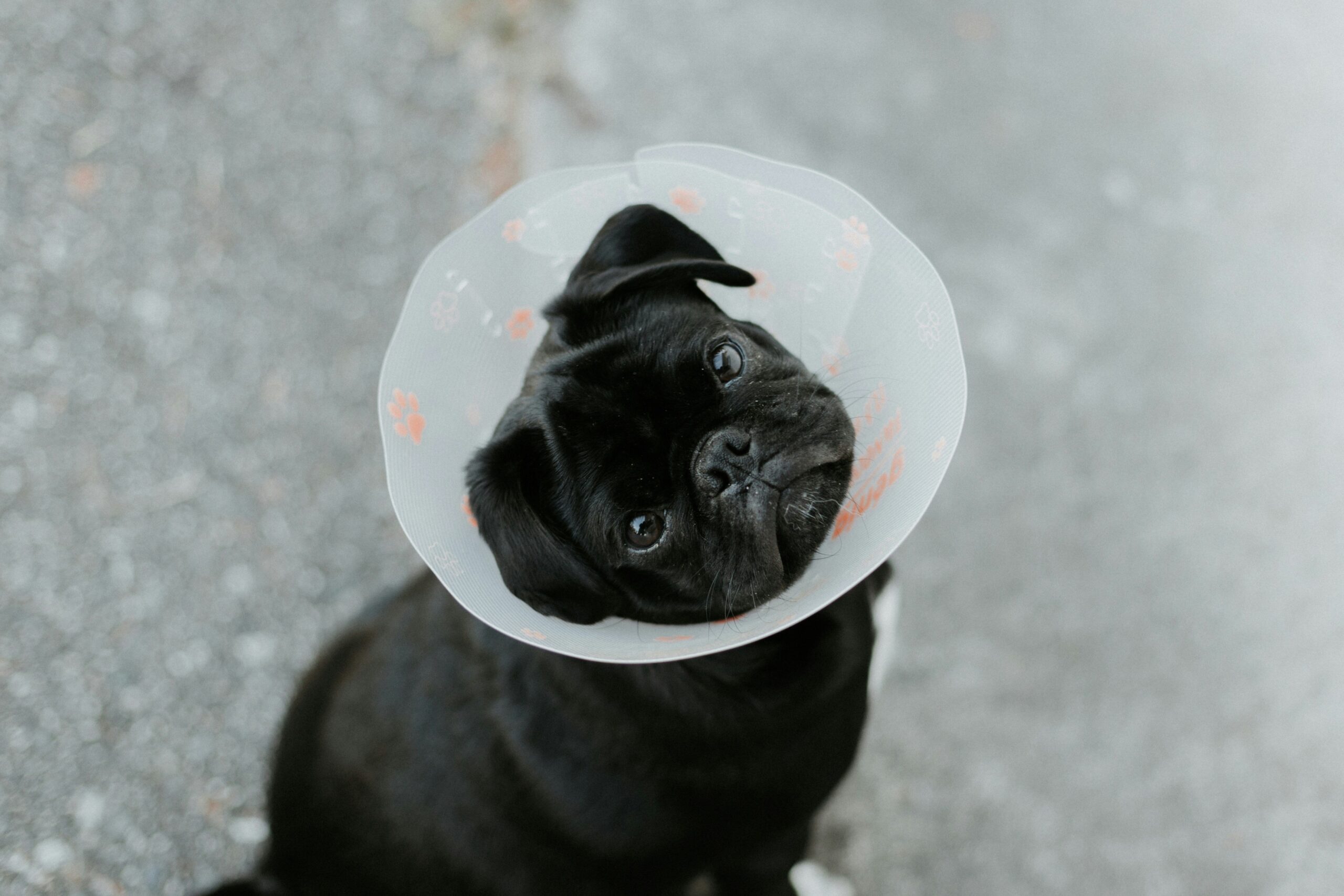 How to Navigate Pet Injury Claim Forms with Ease (Even During Tornado Season)