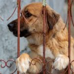 How to Protect Your Pet from Tornado Shelter Fees: A Comprehensive Guide