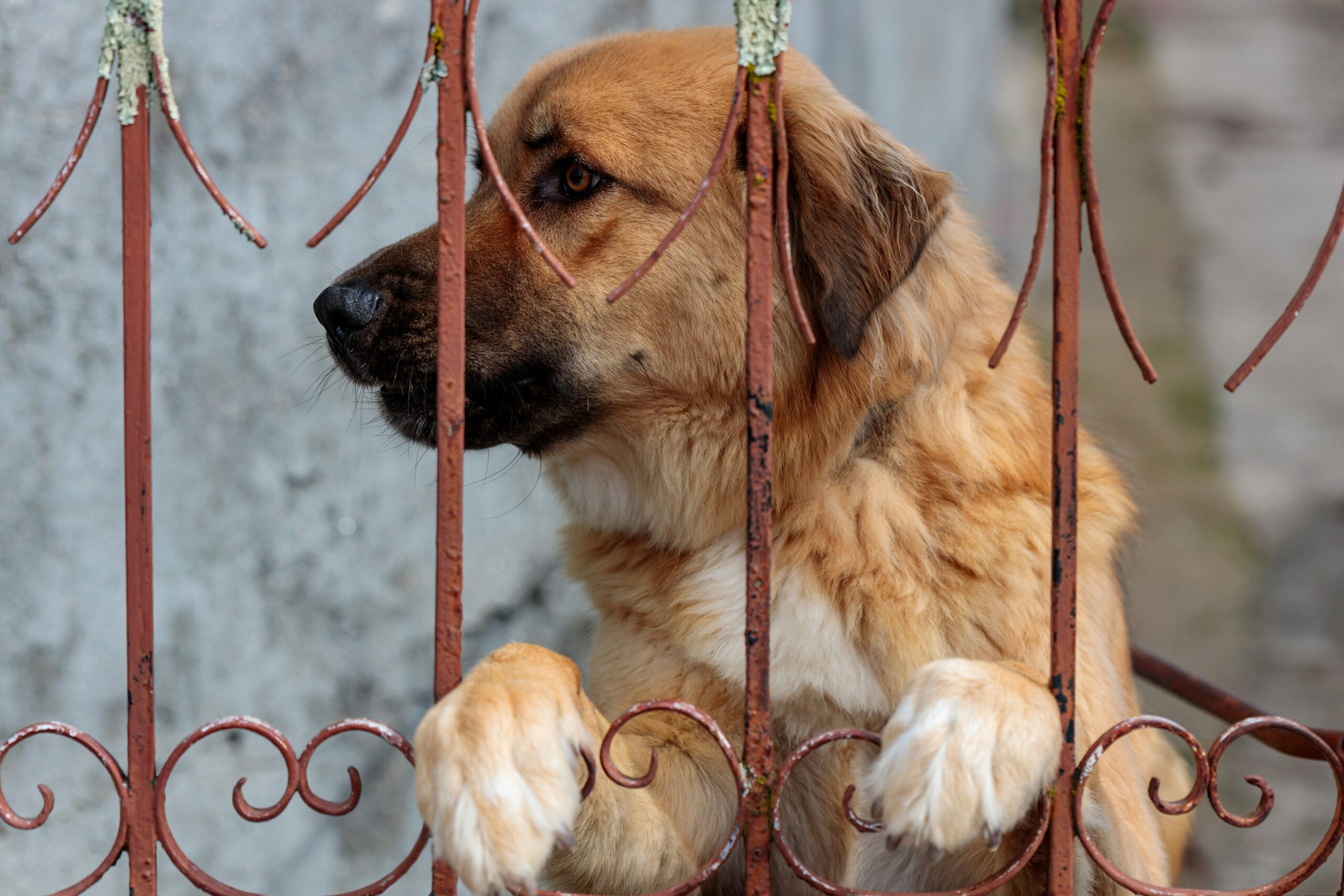 How to Protect Your Pet from Tornado Shelter Fees: A Comprehensive Guide