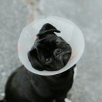 Pet Shelter Financial Aid Tornado: How to Secure Financial Support for Your Furry Friends During Tornado Season