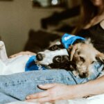 The Ultimate Guide to Managing Pet Shelter Expenses Tornado: Protecting Your Furry Friends When Disaster Strikes