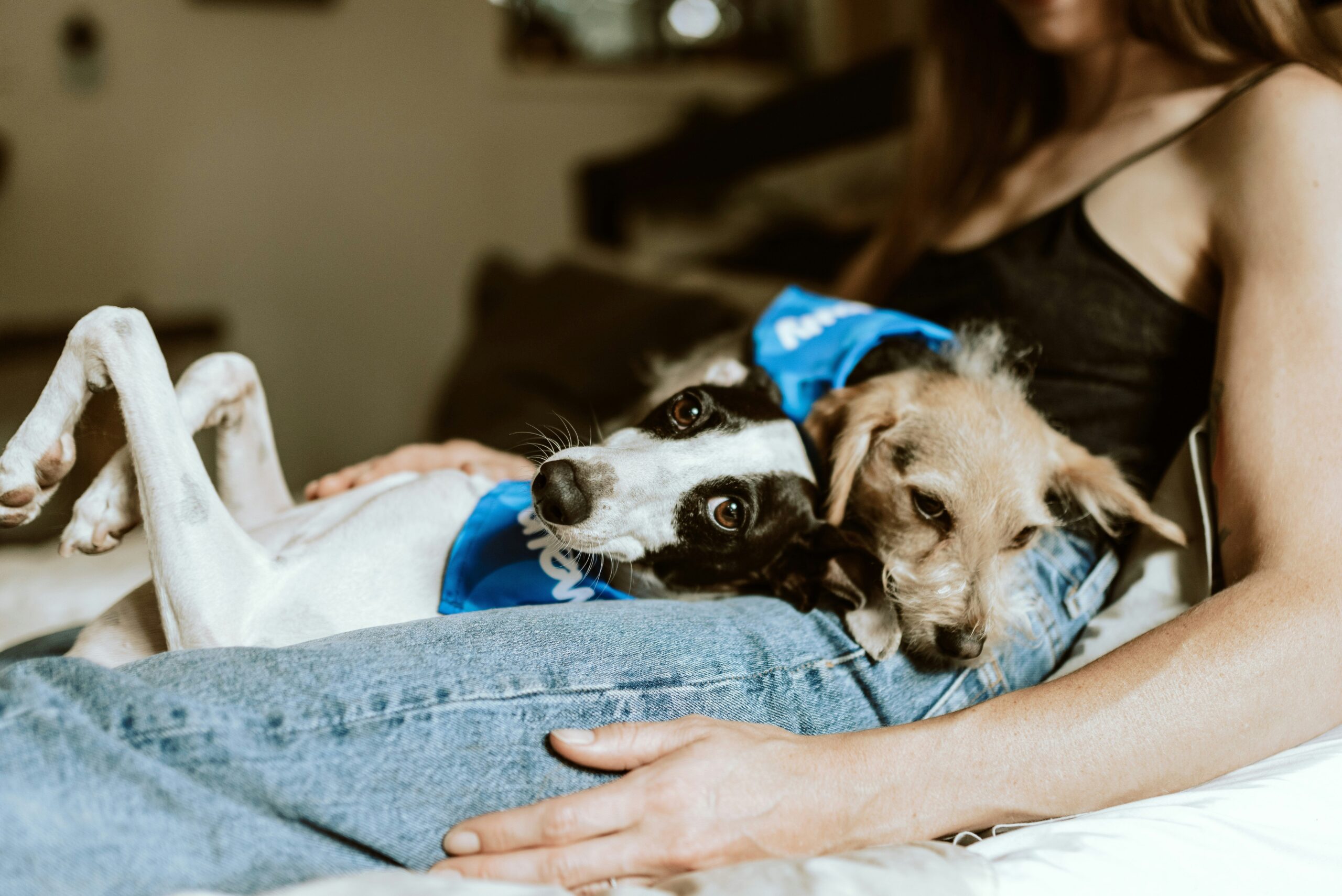 The Ultimate Guide to Managing Pet Shelter Expenses Tornado: Protecting Your Furry Friends When Disaster Strikes