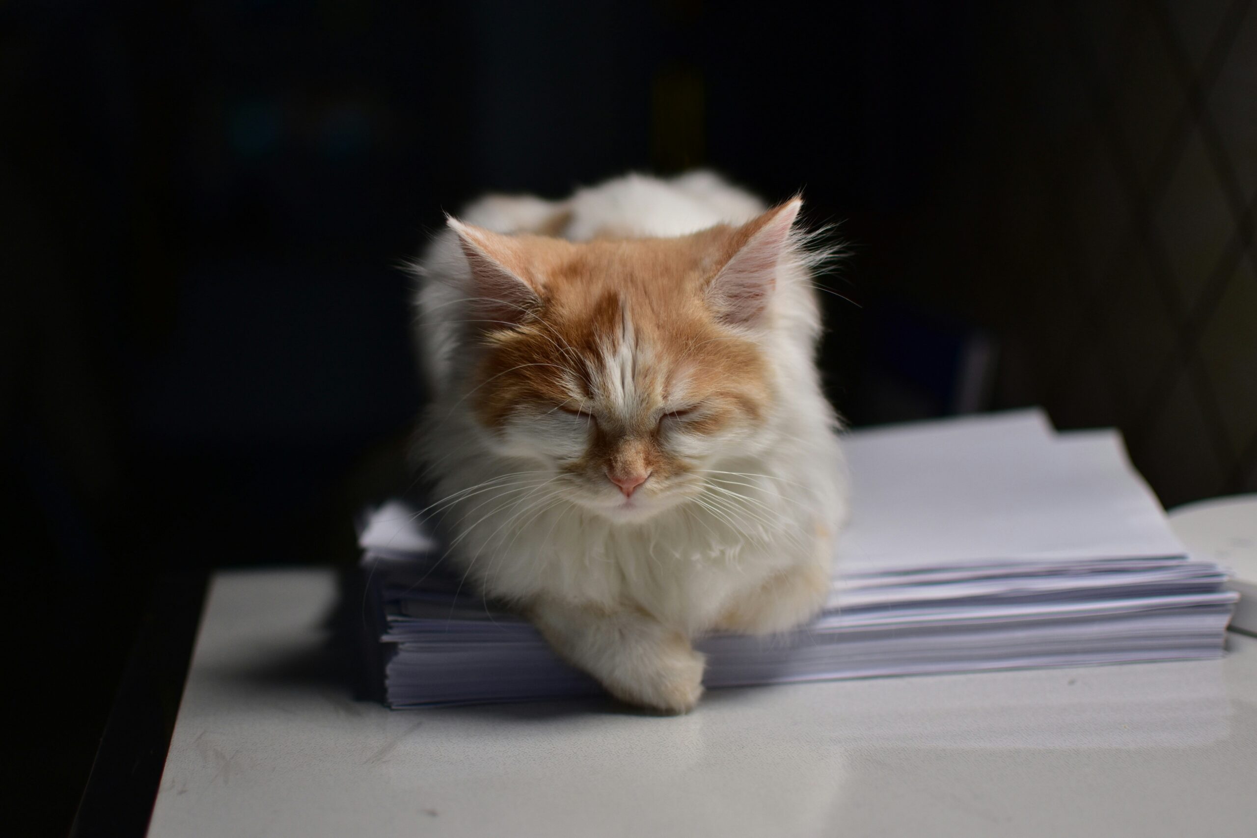 The Ultimate Guide to Pet Injury Claim Approval in Tornado-Prone Areas