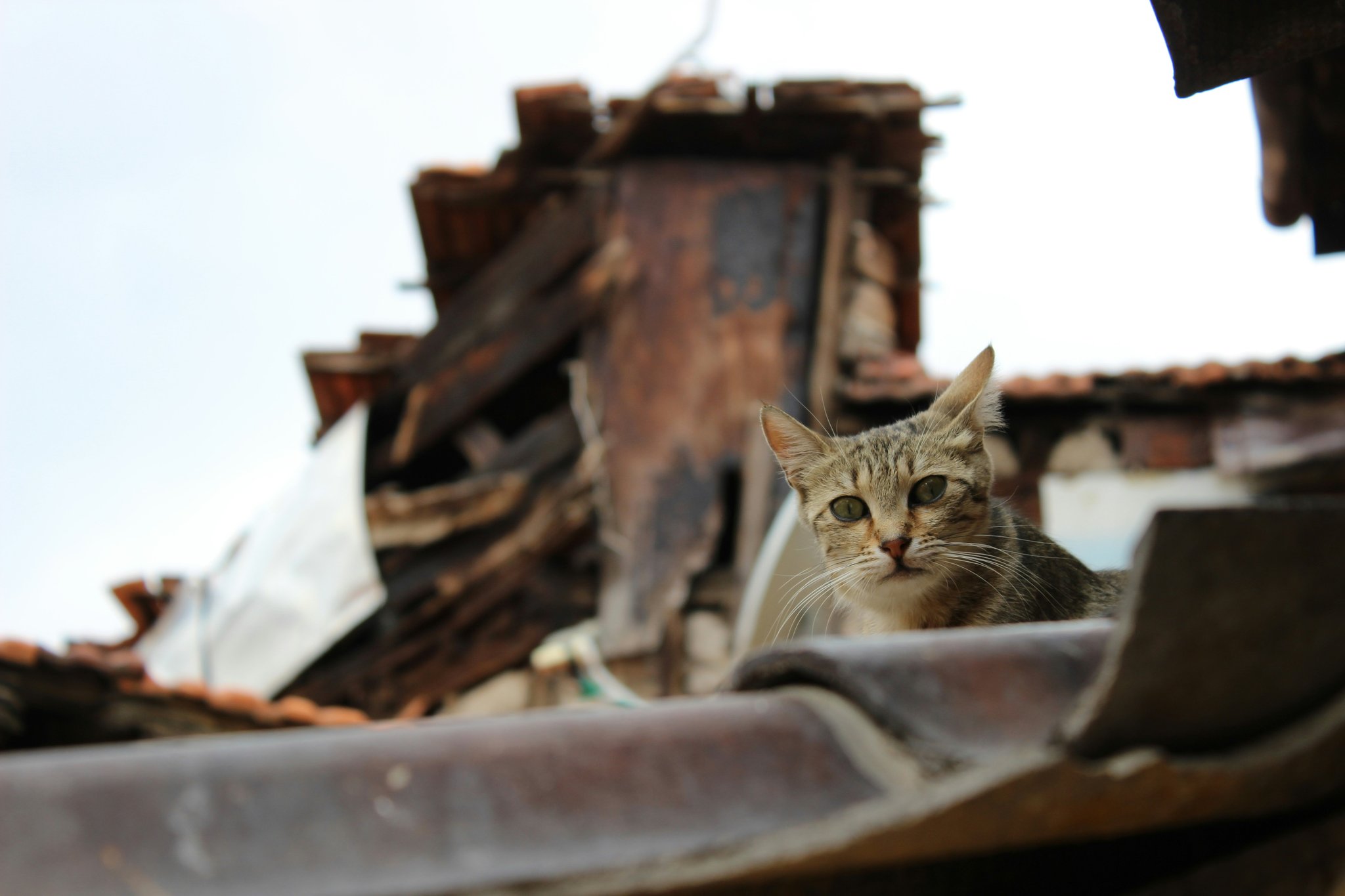 A cat sitting in a destroyed home after a tornado