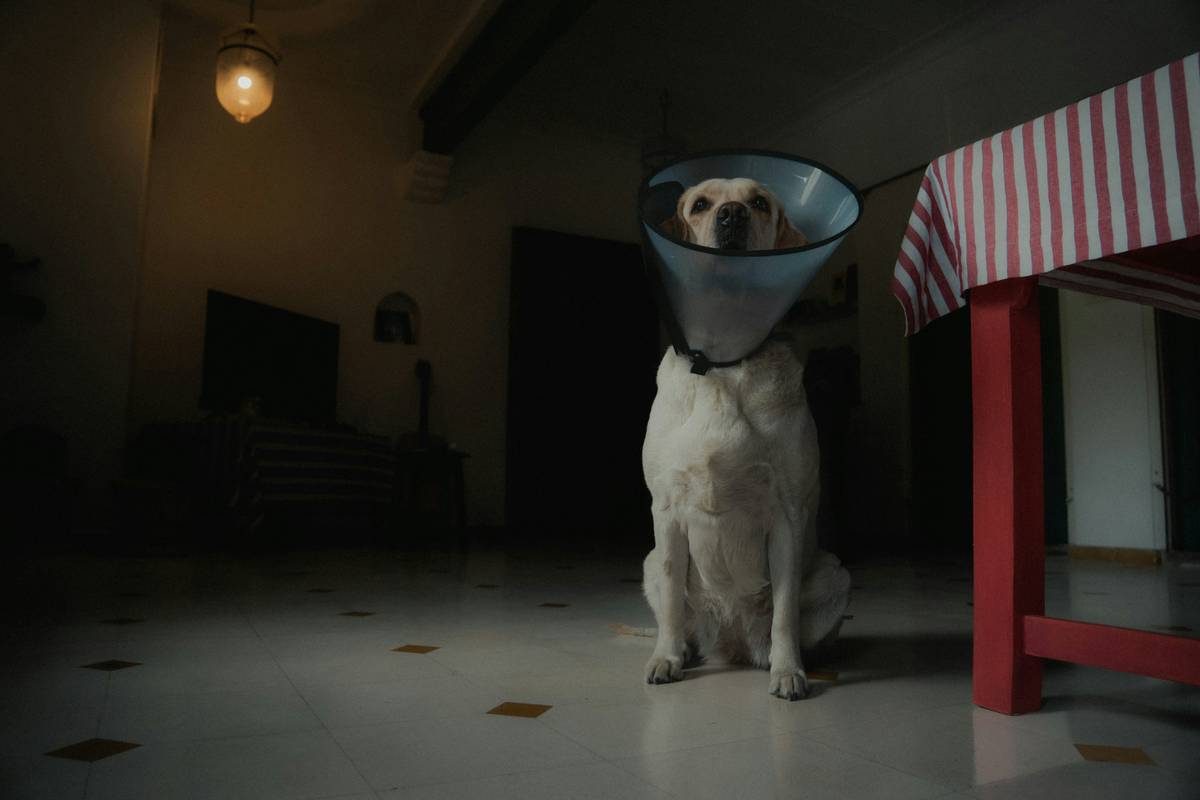 A woman holding her dog while checking supplies in a storm preparation kit.