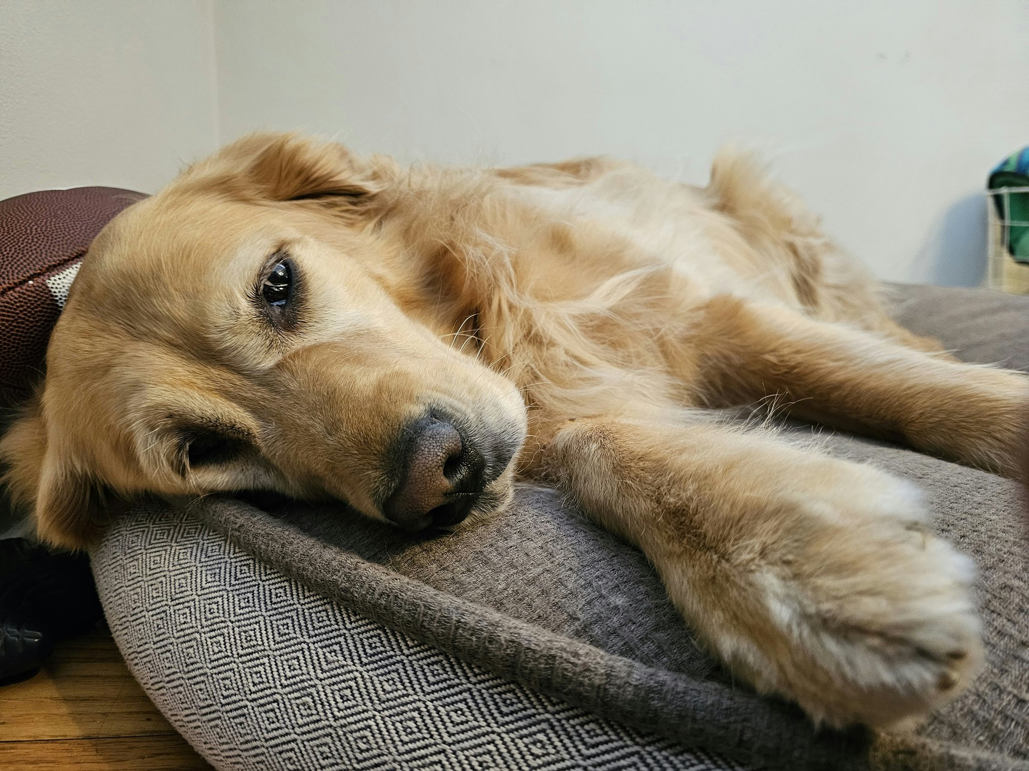 Golden retriever resting comfortably post-surgery with owner smiling beside him.