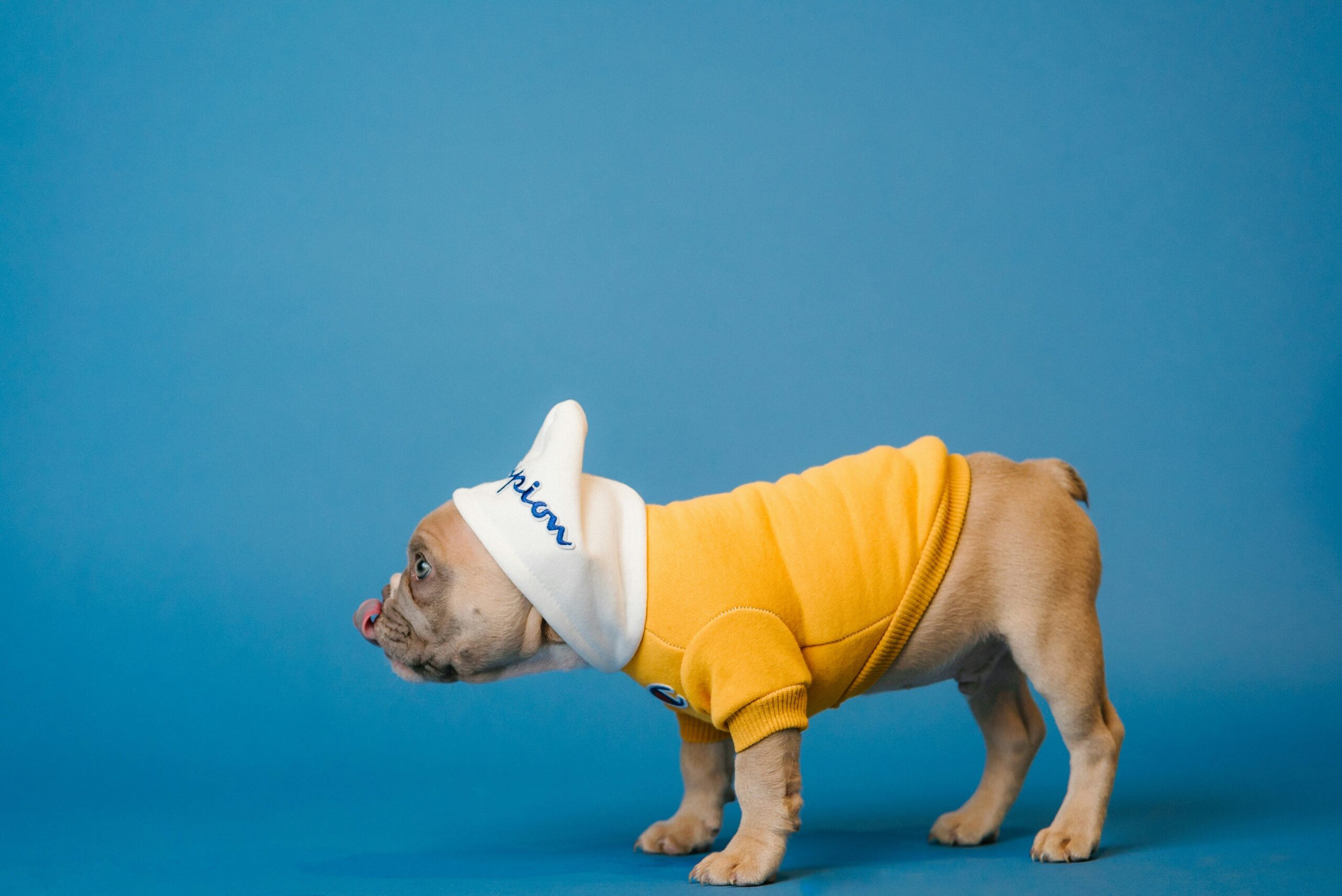 Happy Labrador recovering from leg surgery after a storm