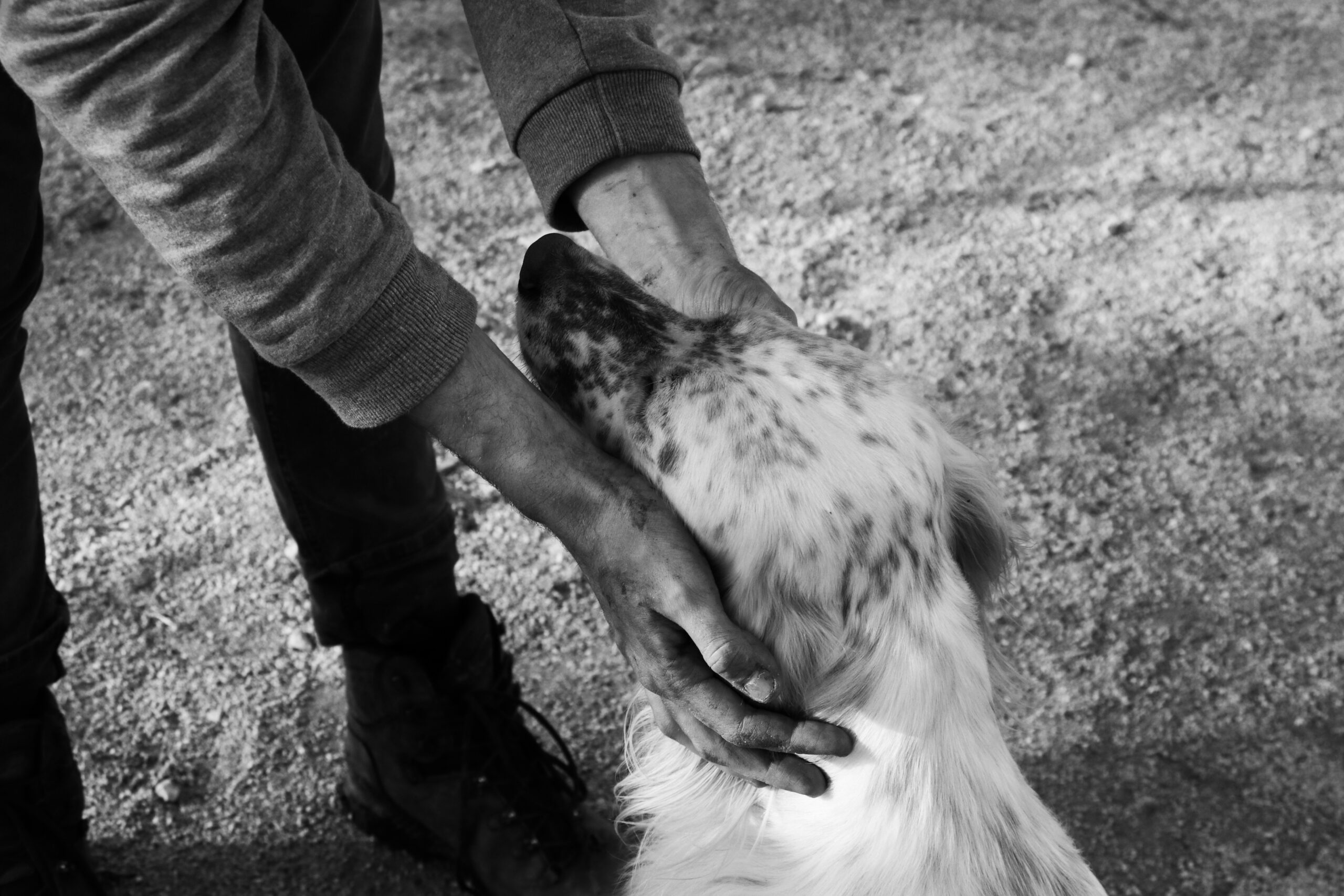Photo of a dog cowering during a storm with debris around