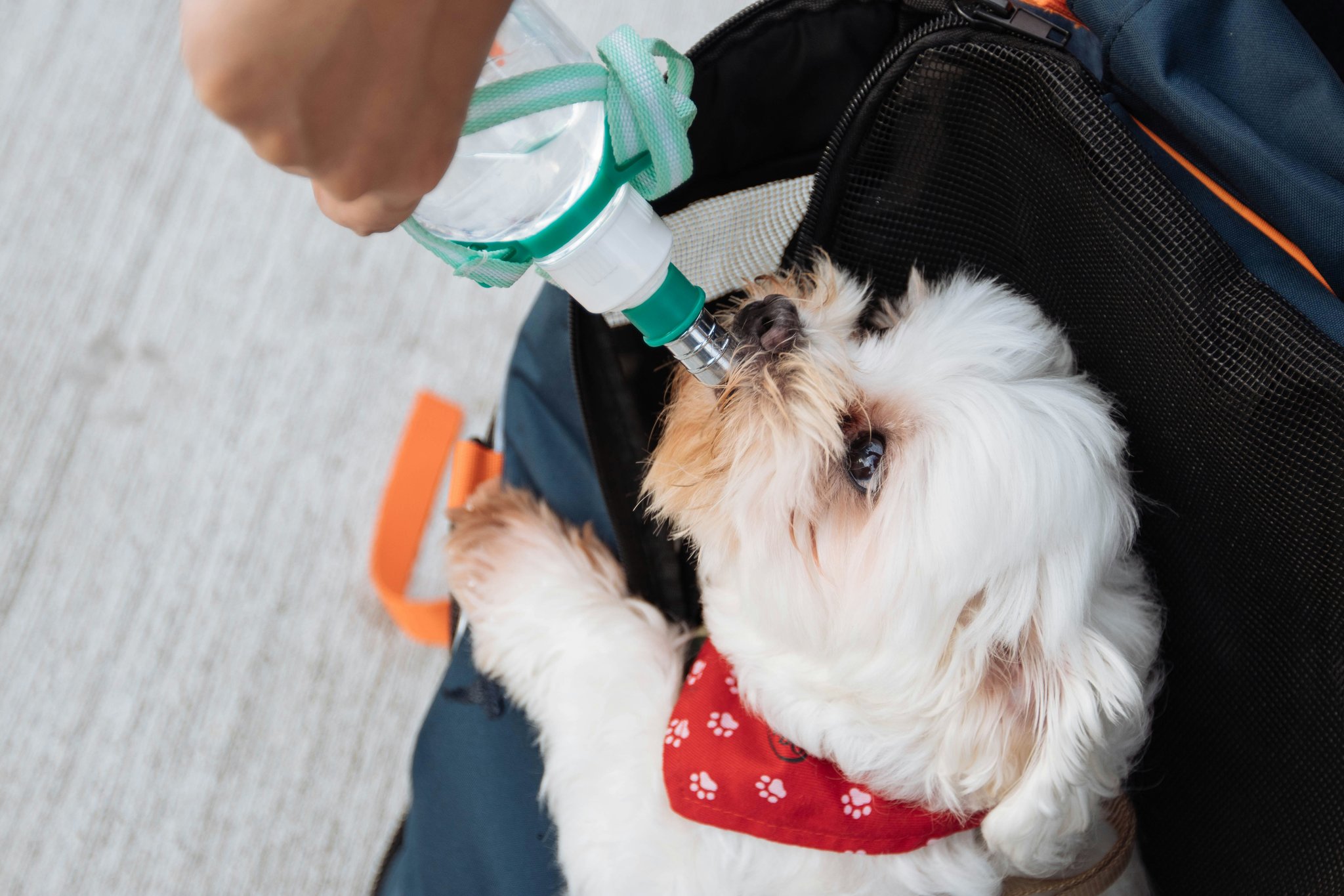 Photo of a pet emergency kit containing food bowls, medication bottles, leash, and toys