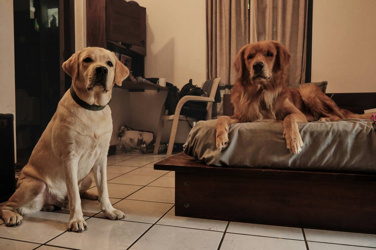Photo of Sarah and her golden retriever Max posing outside their new home after recovery.
