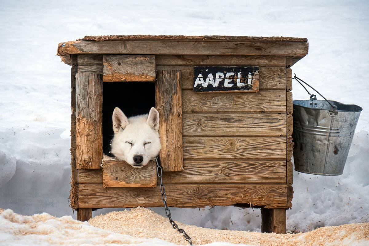 A cozy indoor pet safety zone with supplies ready for emergency use