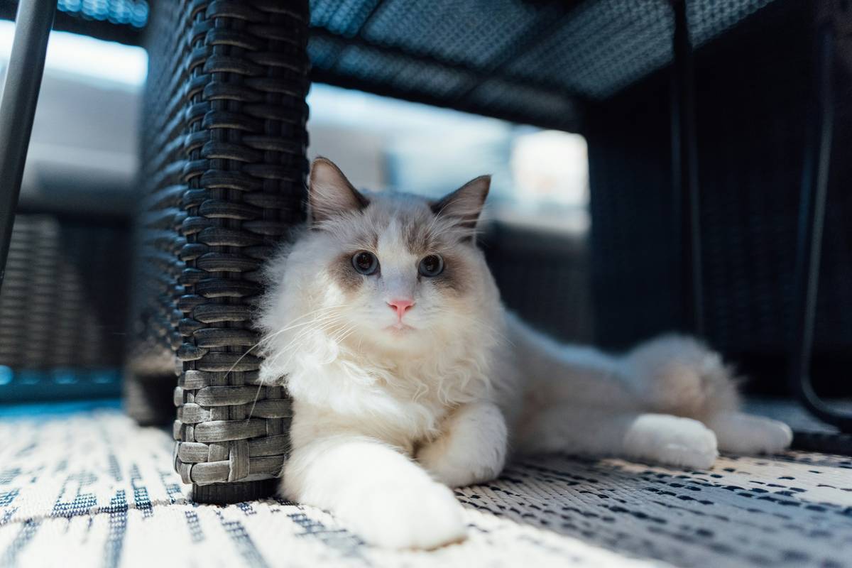 A dog hiding under a blanket during a storm