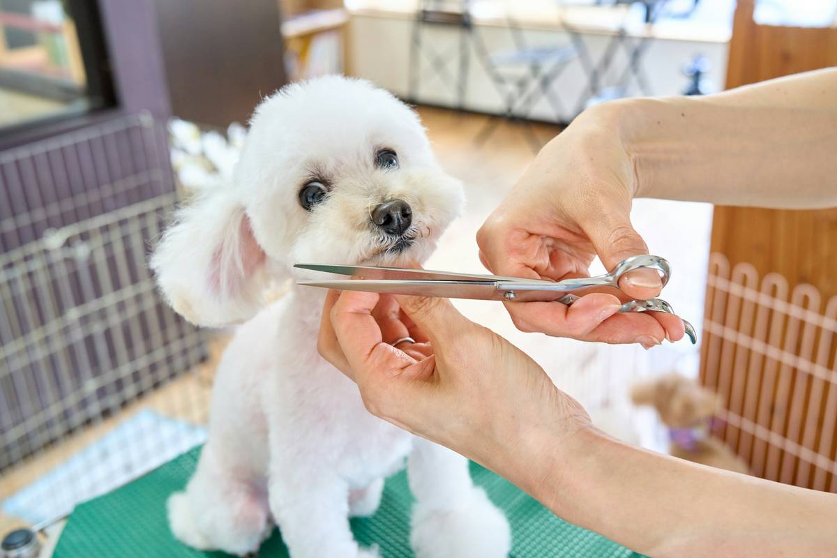 A veterinarian checking a dog's injury