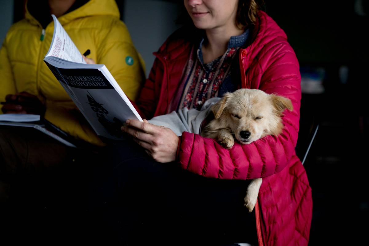 A veterinarian examining an injured dog