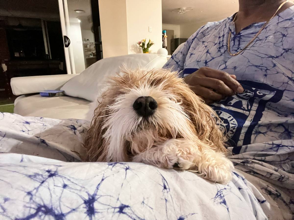 An injured cat paw being treated by a veterinarian