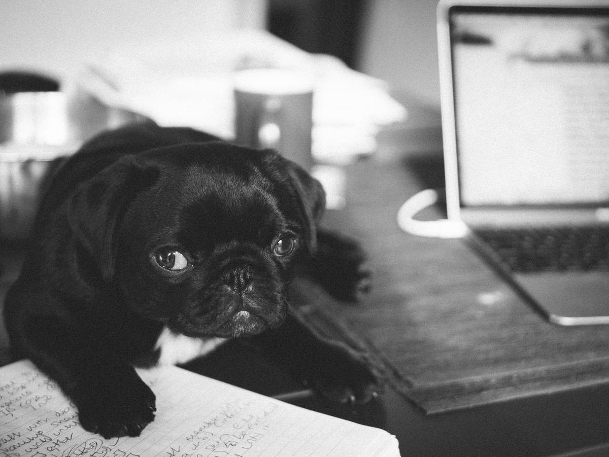 Infographic showing breakdown of pet shelter costs during disasters