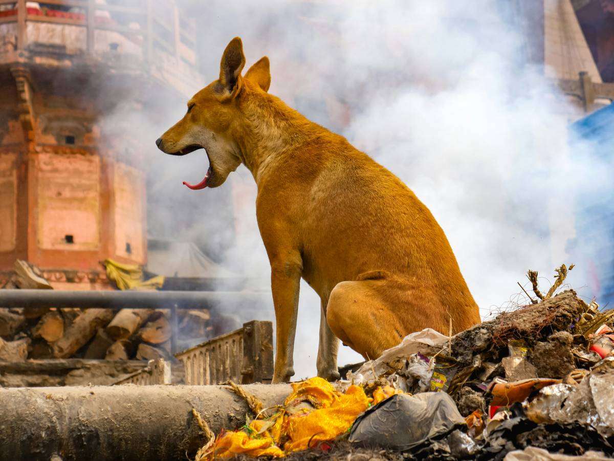 Veterinarian treating injured dog after natural disaster