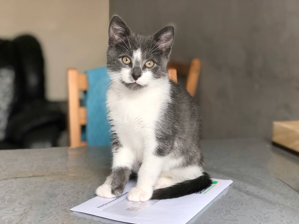 A dog sitting next to fallen tree branches after a storm