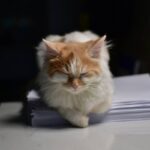 Demystifying Pet Injury Claim Process Time: Why It Matters for Tornado Insurance