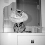 Emergency Vet Tornado Claims: How to Protect Your Pet and Wallet in Extreme Weather