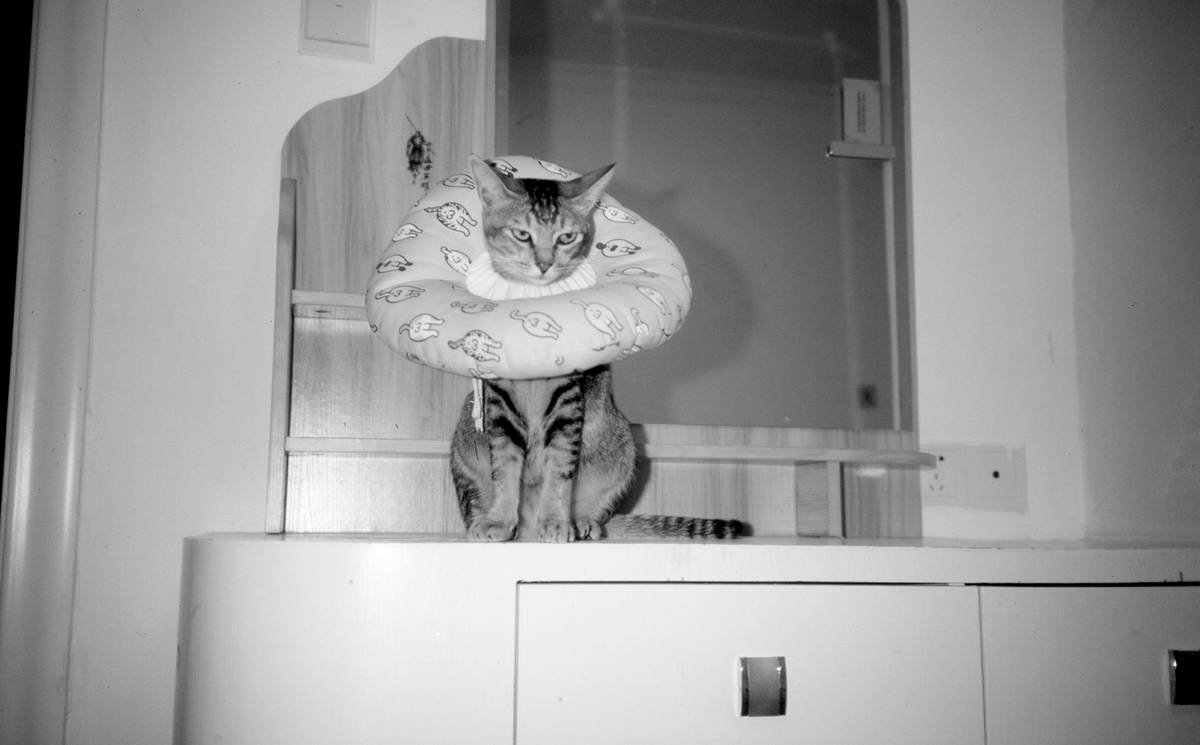 Emergency Vet Tornado Claims: How to Protect Your Pet and Wallet in Extreme Weather