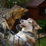 Emergency Vet Tornado Exclusions: How to Protect Your Pet in a Storm