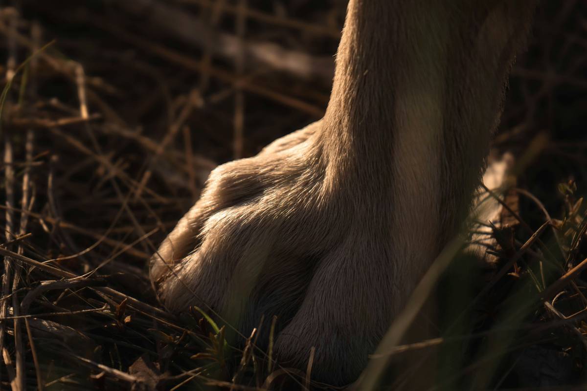 Pet Injury Claim Questions: What You Need to Know About Tornado Insurance for Your Furry Friend