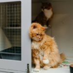 The Ultimate Guide to Pet Shelter Cost Changes Tornado: Protecting Your Furry Friends