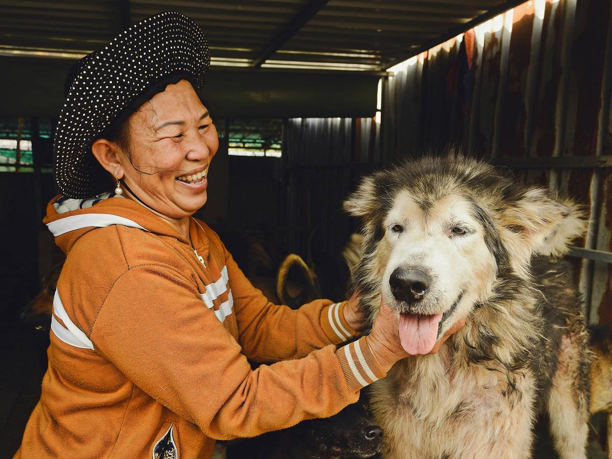 Before and after images of a pet's recovery and the corresponding insurance claim
