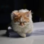 Decoding Pet Injury Claim Maximum: The Ultimate Guide to Tornado Insurance