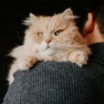 Emergency Vet Tornado Limits: Protecting Your Pet When the Storm Hits