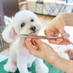 How to Navigate the Pet Injury Claim Timeline: Insider Secrets and Mistakes to Avoid