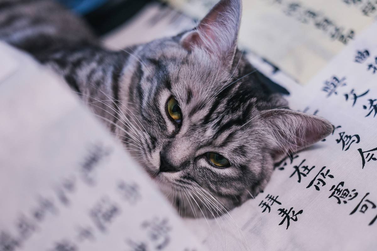 Protecting Your Pets: A Comprehensive Pet Shelter Cost Analysis Tornado