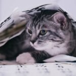 Understanding Pet Injury Claim Minimum: Protect Your Furry Friend During Tornadoes