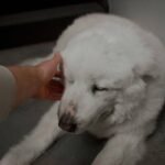 Pet Injury Claim Average: What You Need to Know for Tornado Insurance