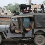 Emergency Vet Tornado Premiums: What Pet Owners in Tornado Zones Need to Know