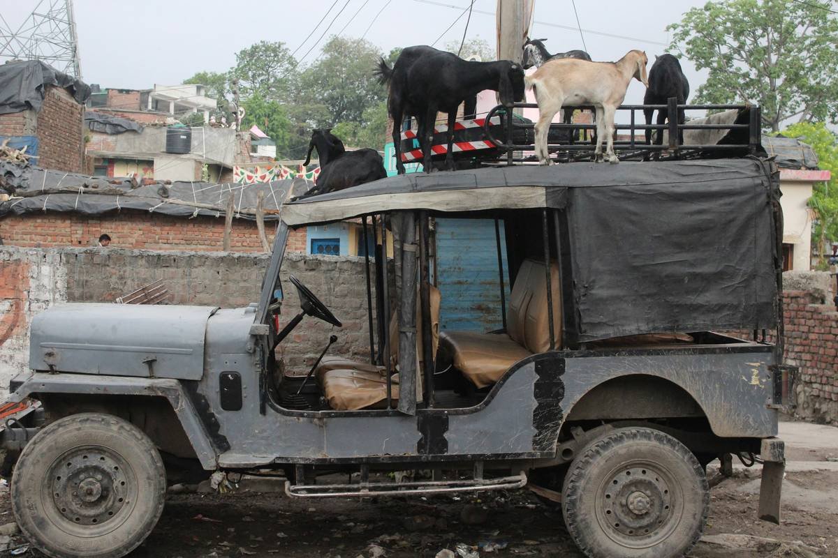 Emergency Vet Tornado Premiums: What Pet Owners in Tornado Zones Need to Know