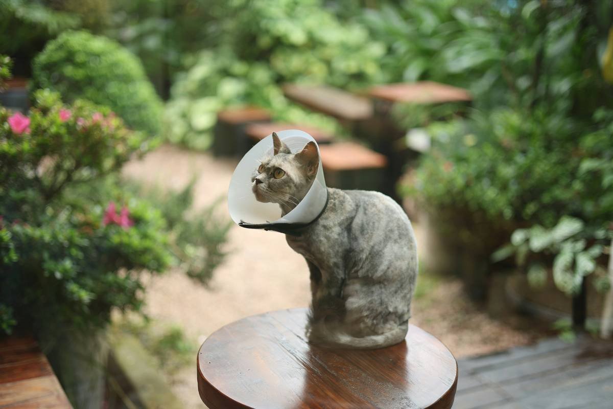 What Every Pet Owner Must Know About Emergency Vet Tornado Terms