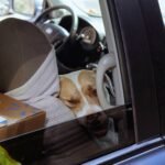 What Every Pet Owner Needs to Know About Pet Injury Claim Policy Details—Especially During Tornado Season